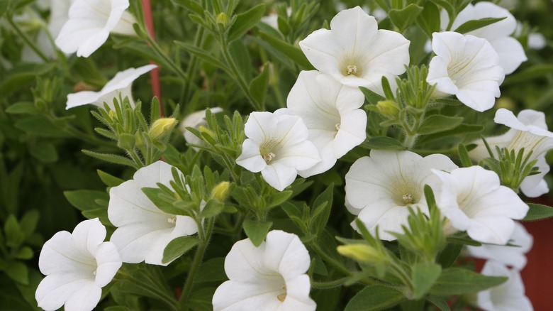 white petunia blooms on plant