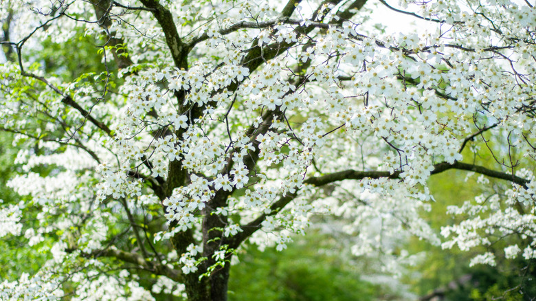 White flowers on dogwood tree