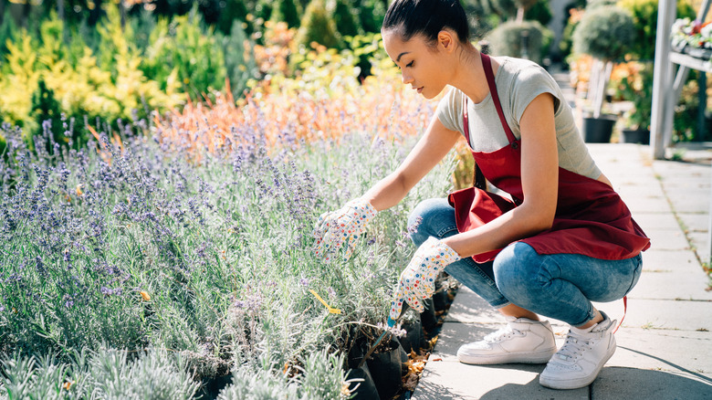 woman tending to lavender garden
