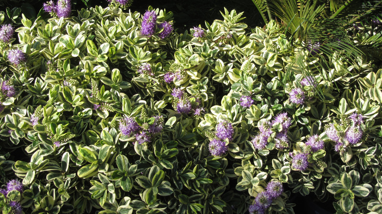 variegated hebe with purple flowers