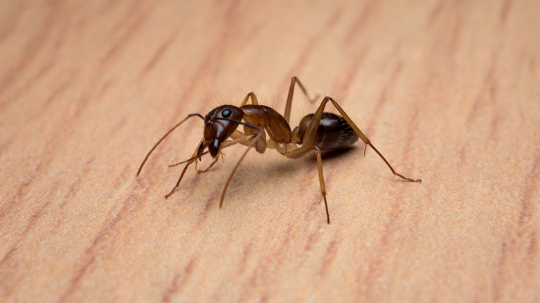Carpenter ant on wood