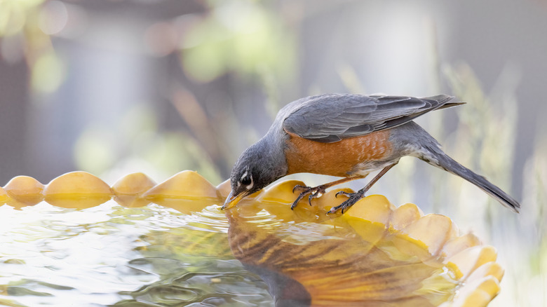 Robin in a birdbath