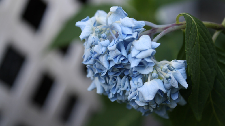 Blue and droopy hydrangea flower in front of white fence
