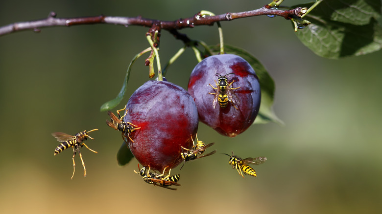 wasps swarming fruit 