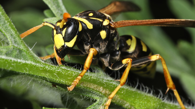close up of wasp outside