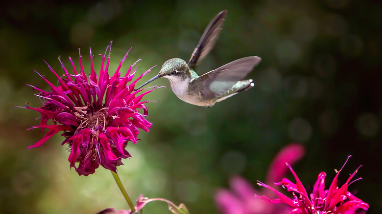 hummingbird feeding from bee balm
