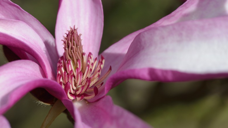 Closeup of Ann magnolia flower