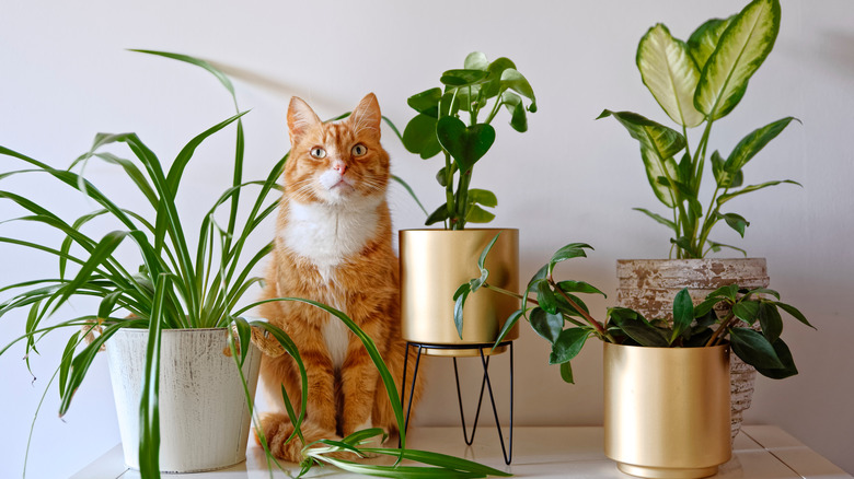 cat surrounded by plants
