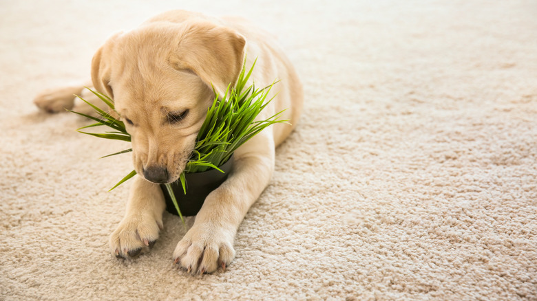 puppy chewing on houseplant