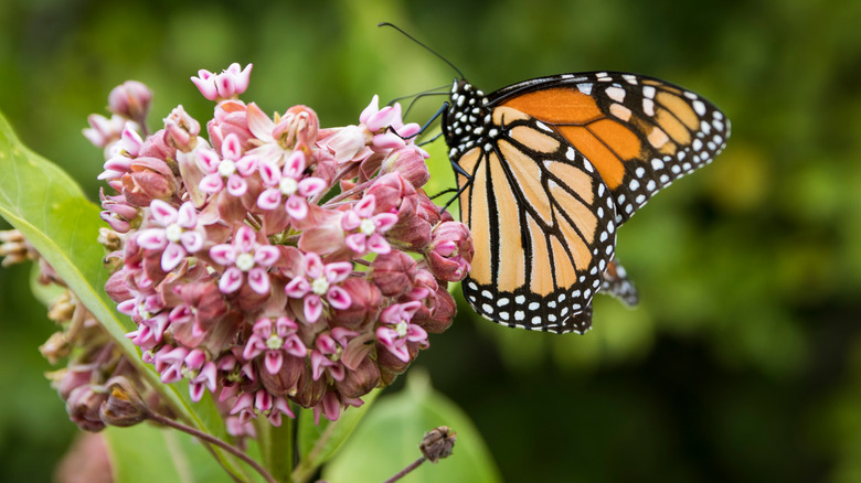 Monarch on milkweed flowers