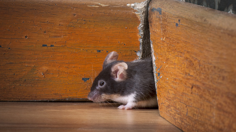 mouse crawling through baseboards