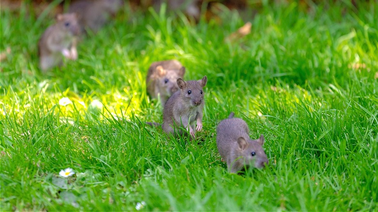 Rodents invading a garden