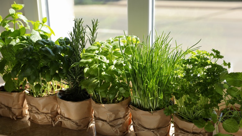 Potted herbs on window sill