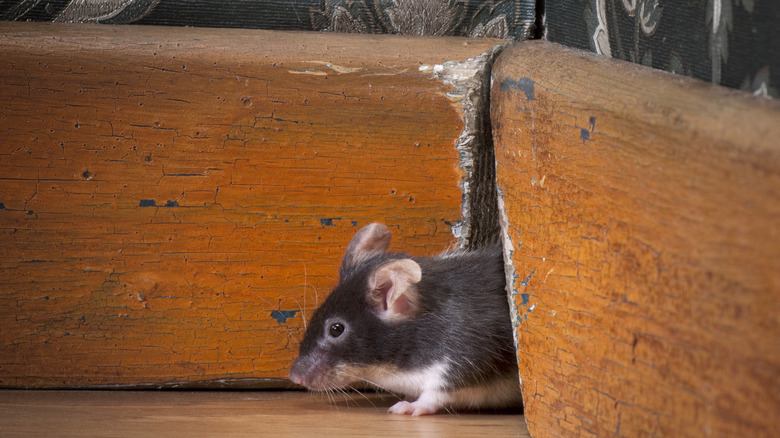 mouse emerging from corner crack