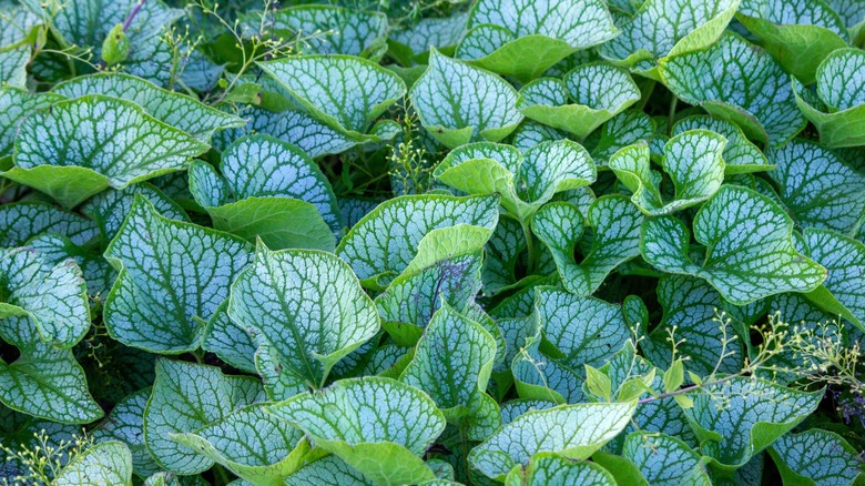 Overlapping white and green Brunnera leaves