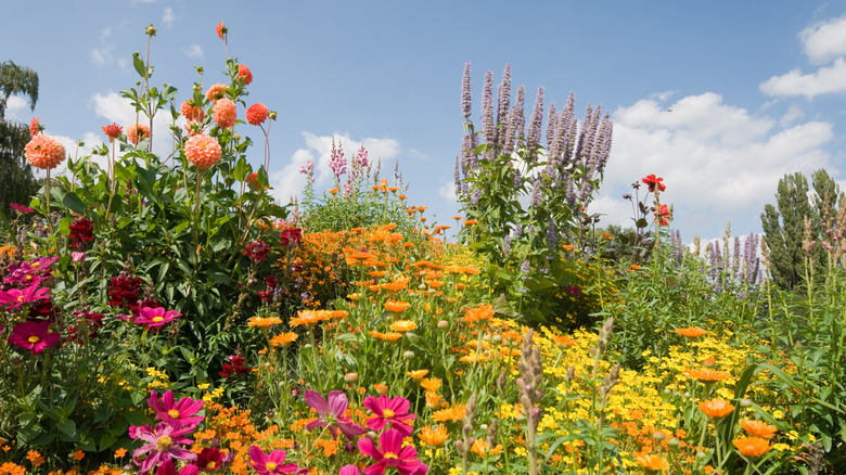 summer garden with varied flowers
