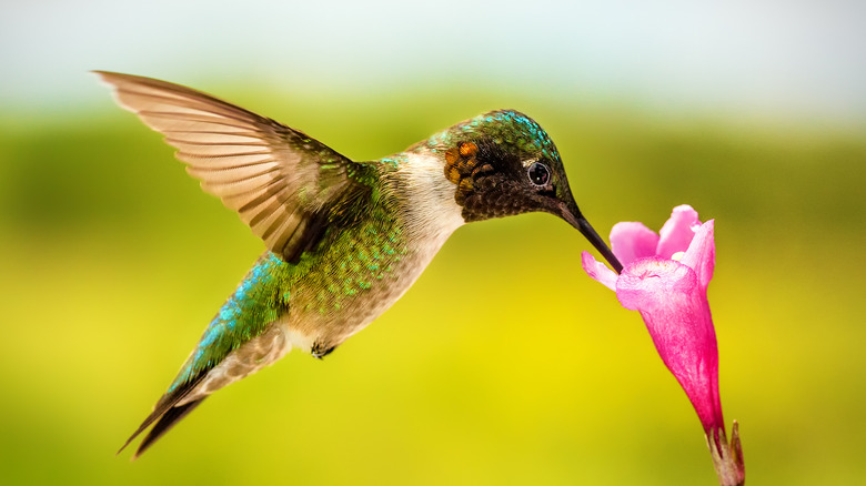 hummingbird drinking from pink weigela