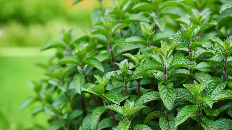 Leaves of mint plant in a garden
