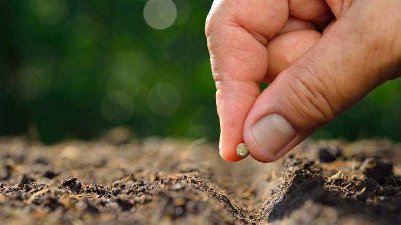 person planting seed in garden