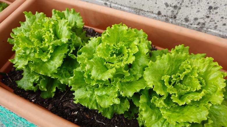 Heads of lettuce growing in planter