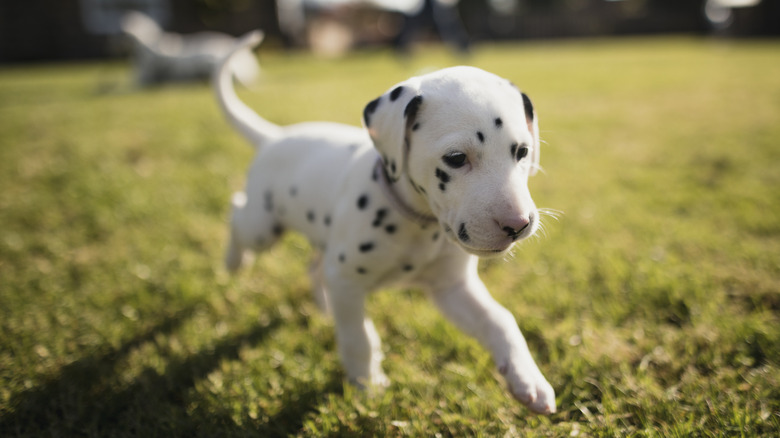 Dalmation puppy on lawn