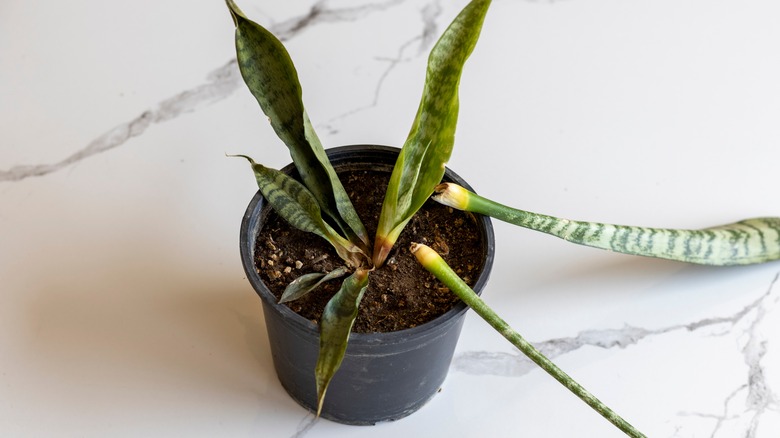 Snake plant with root rot