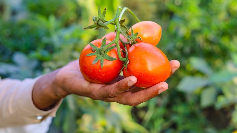 Person holding garden tomatoes