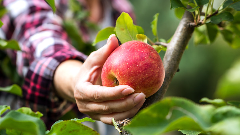 Farmer picking red apple from branch