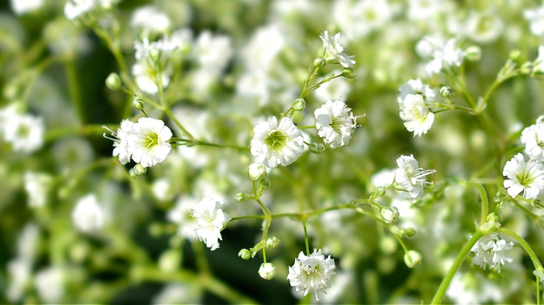 Close-up of baby's breath outside