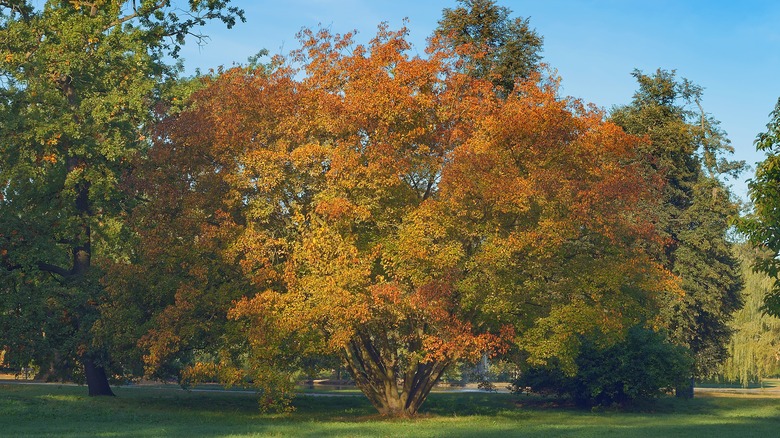 An amur maple tree