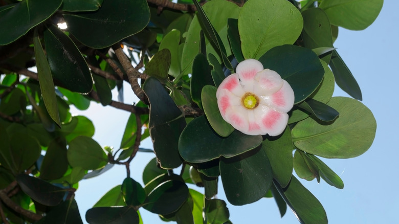Clusia rosea tree with pink and white flower