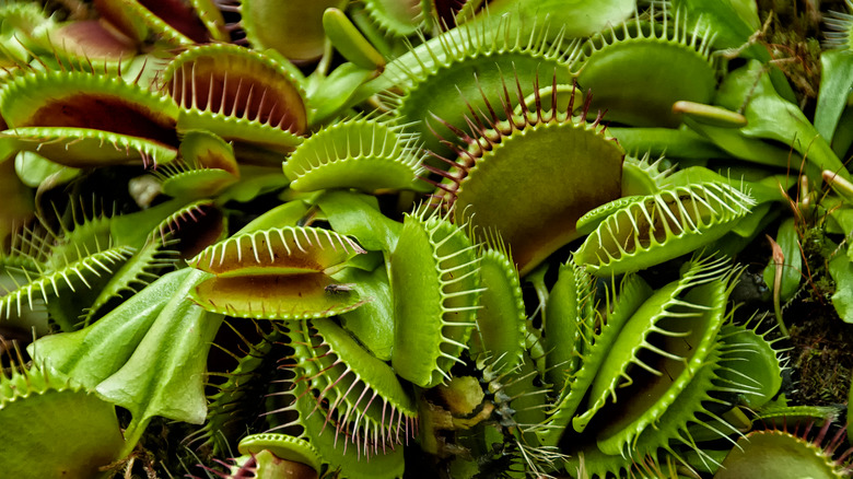 carnivorous venus flytraps